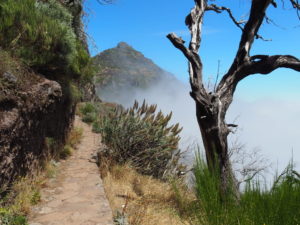 madère-madeira