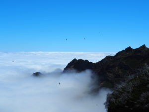 madère-madeira