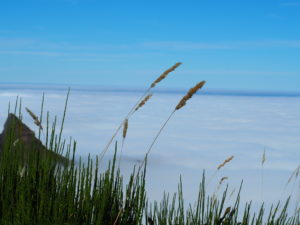 madère-madeira